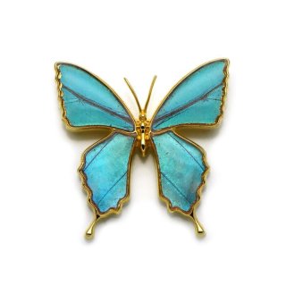 オーロラモルフォ 蝶の翅 ブローチ兼ペンダント シルバー925 